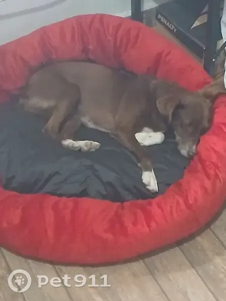 Cachorro encontrado - photo