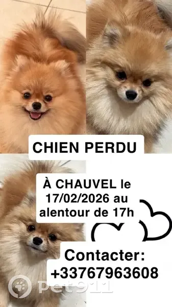 Chien Spitz nain perdu Les Abymes - photo