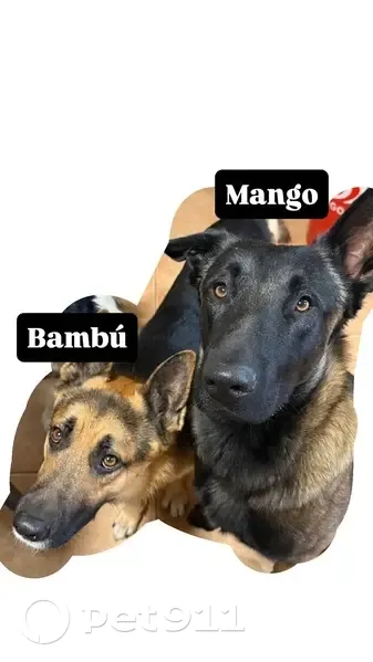 Perro Perdido en Lérida: Bambú, Pastor Pequeño - photo