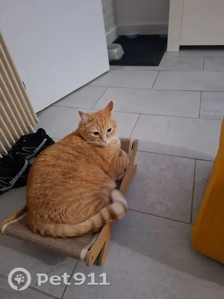 Chat roux costaud perdu à Thiais - photo