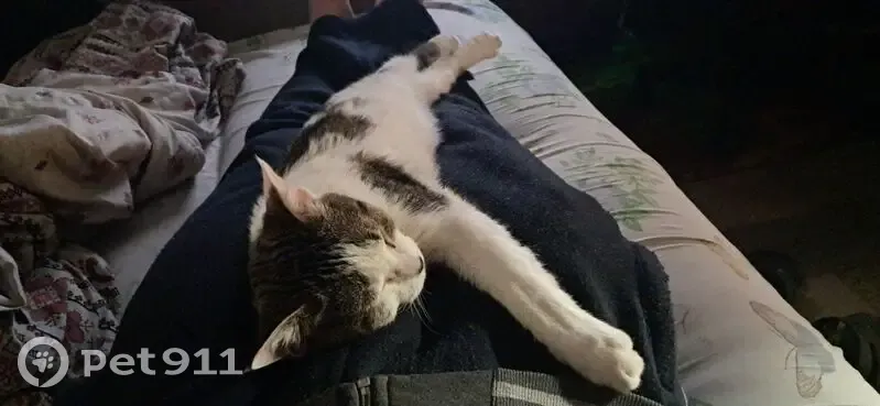 Зникла кішка в Луцьку: особливі прикмети - photo