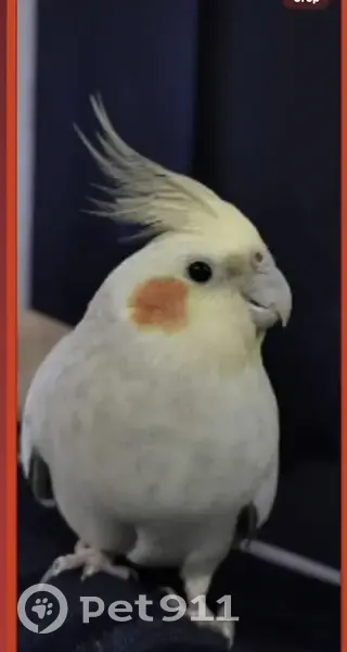 Lost Shy Bird with Red Cheeks - Gold Coast - photo