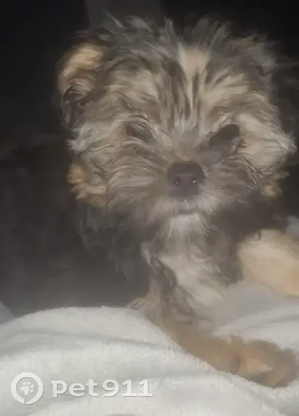 Lost Dog: Small Black & Brown in NB - photo