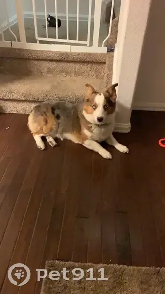 Lost Corgi Mix: Friendly, White Chest - photo