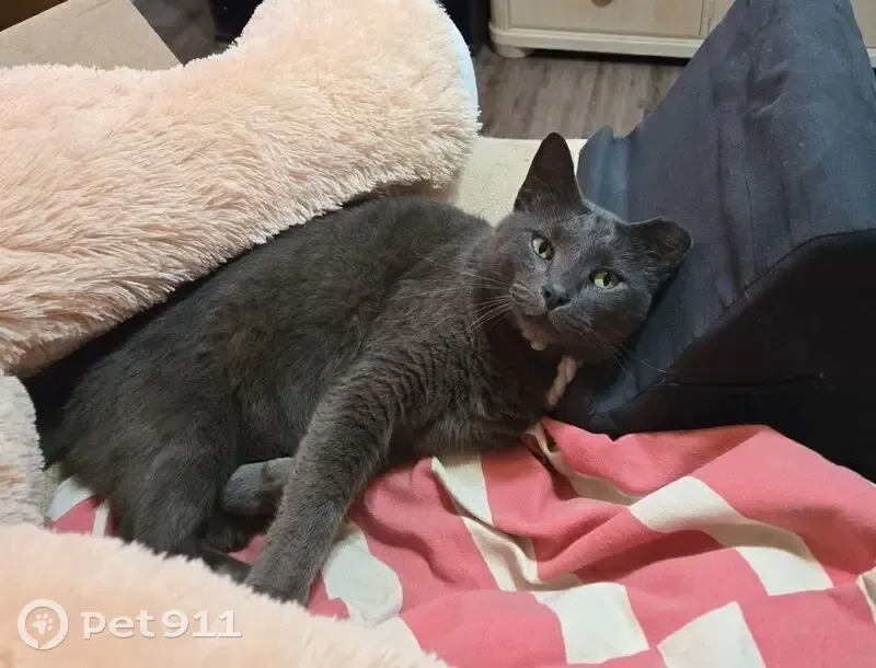 Lost Grey Tabby Cat in Crossville, TN - photo