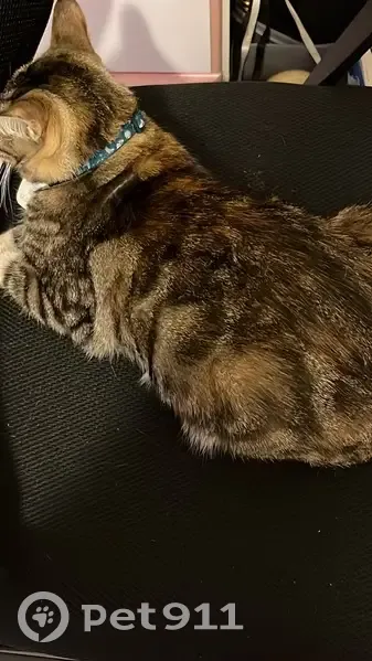 Missing Cat: Injured, Vocal, Brown-Tan - photo