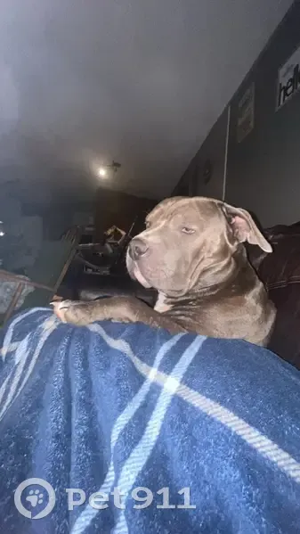 Lost Grey/Blue Pit on Dye Rd, Blacksburg - photo