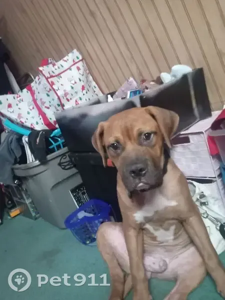 Lost Dog Alert: Sweet Mastiff-Boxer Mix - photo