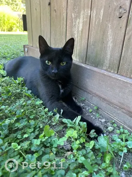 Lost Black Cat: Patuxent Rd, 3555 - photo