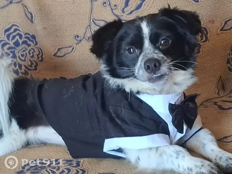 Perro Perdido en Tijuana: Chihuahua Burrito - photo