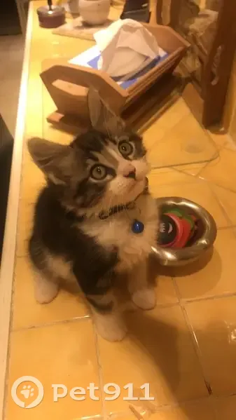Chat affectueux disparu à Saint-Paul - photo
