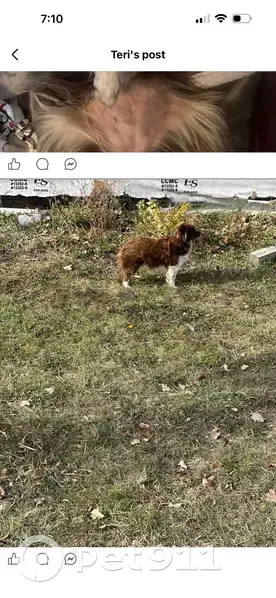 Lost Toy Aussie: Brown & White, Aguila - photo