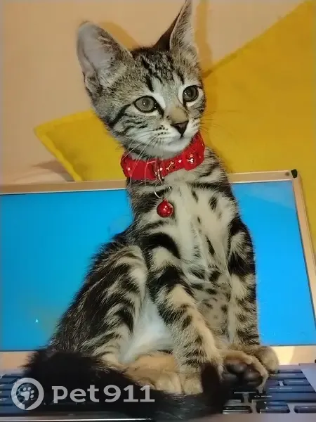 Missing: Curious Tabby Kitten in Kariega - photo