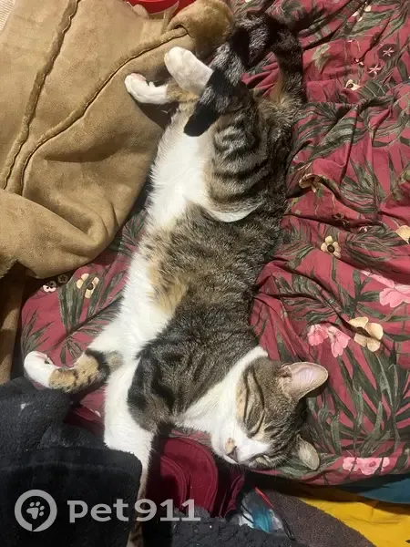 Chat 2 ans disparu à Lyon, Quai Arloing - photo