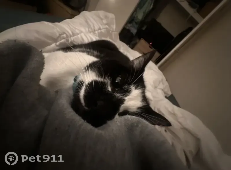 Lost Cat: Black & White, Red Collar, Cockburn - photo