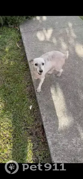Lost Dog: Friendly White & Grey Chema - photo