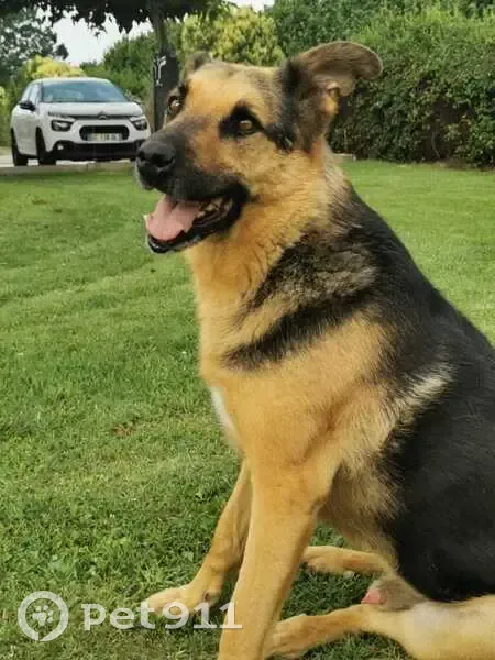 Chien croisé berger perdu à Campsas - photo