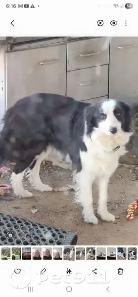 Lost Black & White Dog: Blanchetown Area - photo