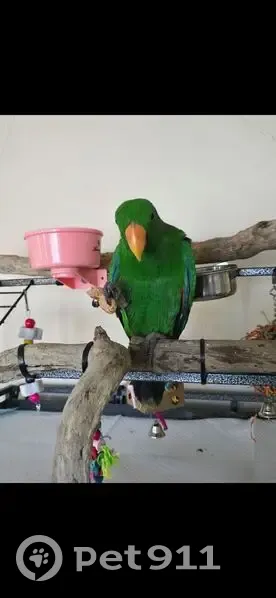 Lost Eclectus Parrot: Answers to 'Pickle' - photo
