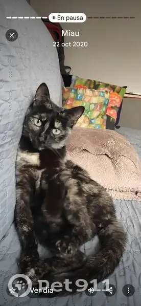 Gata Carey Perdida en Toledo, 7 Años - photo