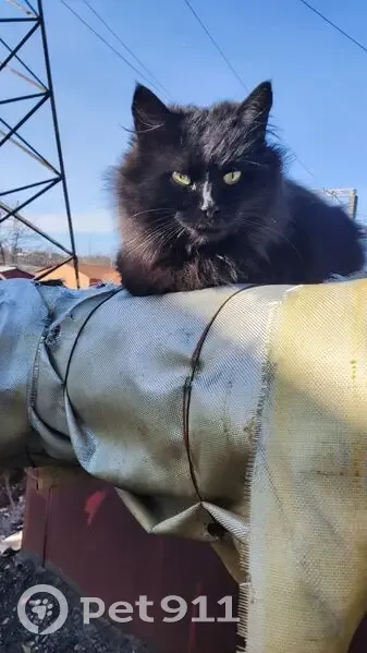 Зникла кішка: чорна, кульгає, Суми - photo
