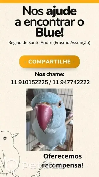 Pássaro perdido - photo