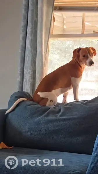 Lost Dog: Tan & White, 2 Freckles - photo