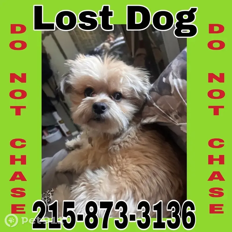 Lost Tan Maltese Mix - Arundel Way - photo