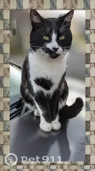 Chat noir et blanc perdu à Lannion - photo