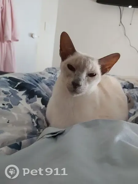 Lost Lilac Siamese Cat in Kwinana - photo