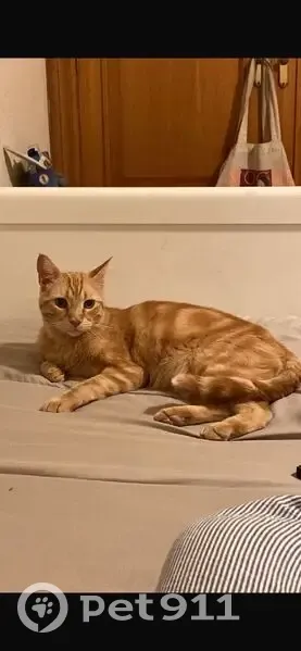 ¡Gato Naranja Perdido en Alacant! - photo