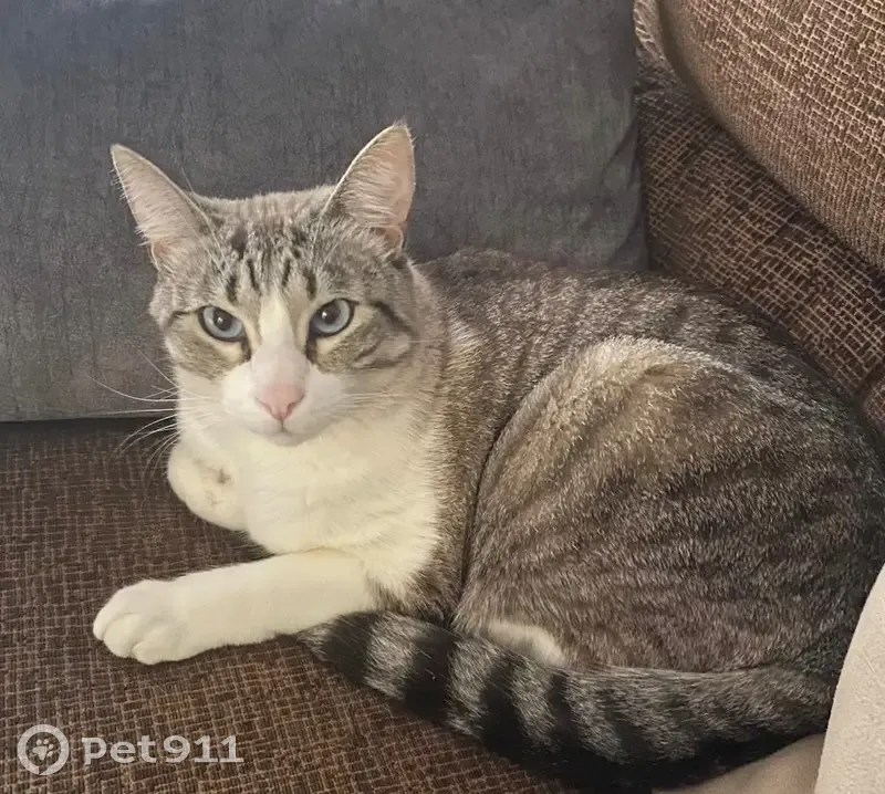 ¡Ayuda! Gato Walter perdido en Castilla-La Mancha - photo