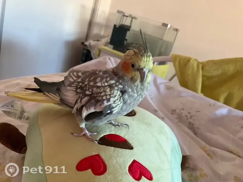 Ave Perdida en Sant Joan d'Alacant: Gris y Amarilla - photo