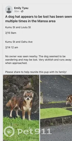 Missing: Tri-Color Dog Leah in Honolulu - photo