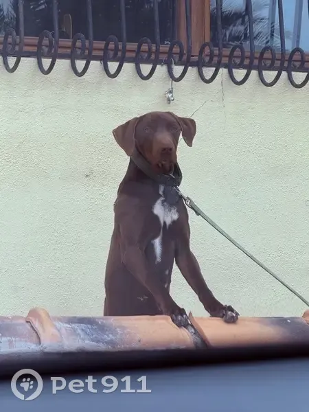 Perro perdido en Huércal-Overa: mansito y juguetón - photo