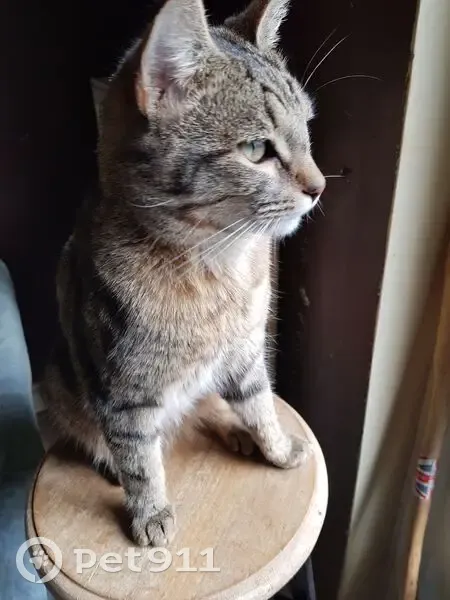 Chat tigré gris-brun perdu à Tomblaine - photo