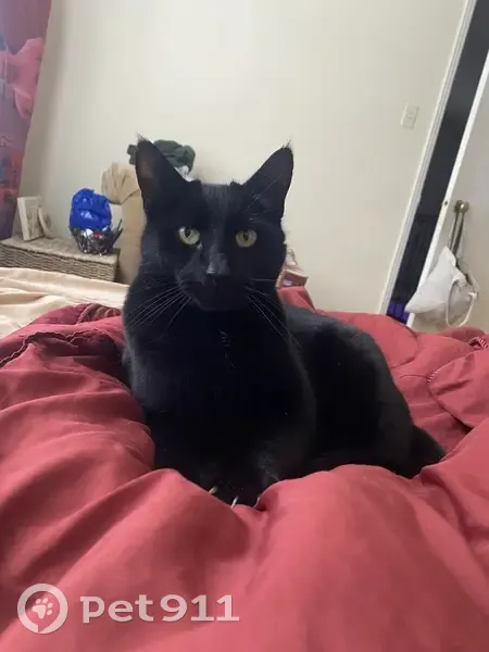 Lost Cat: Black & Gray, Green Eyes, East Gwillimbury - photo