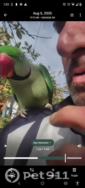 Found bird, Port Adelaide Enfield - photo