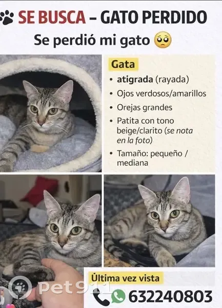Se busca: Gata Eda, tímida y asustadiza - photo