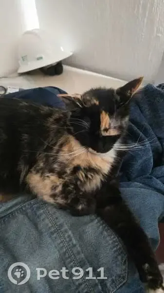 Gato Perdido en Huentitán: Patitas Únicas - photo