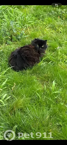Chat noir non pucé trouvé à Mauges-sur-Loire - photo