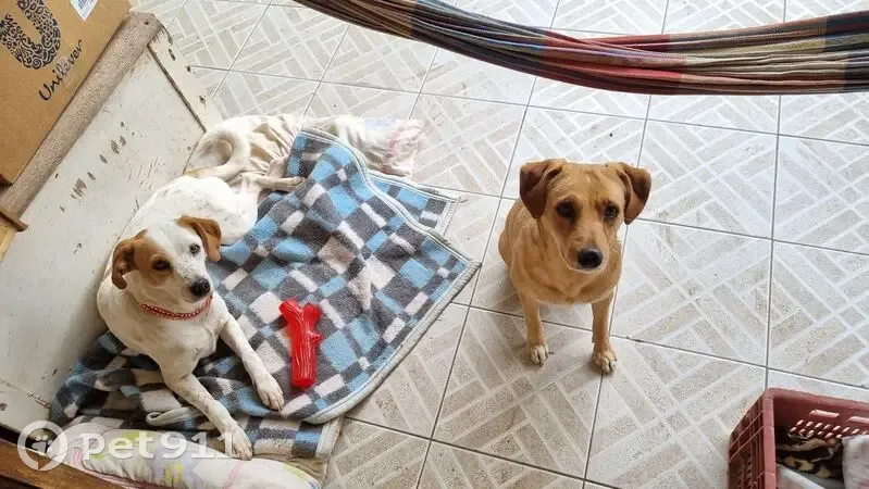 Cachorro perdido - photo