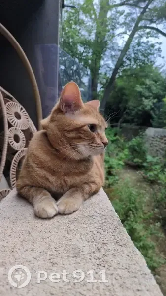 Chat perdu à Montpellier : Hermione cherchée - photo