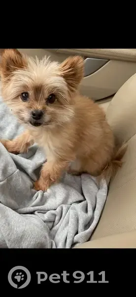 Lost Dog: Brown, 13, Needs Meds, Reward! - photo