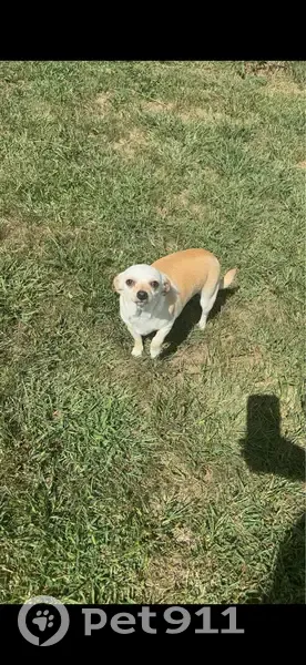 Lost Chunky Chihuahua: Help Find Her! - photo