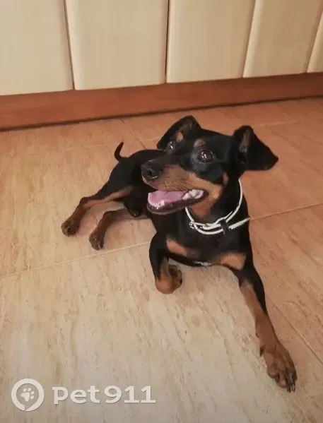 Perro Negro Perdido en Viladecans - photo