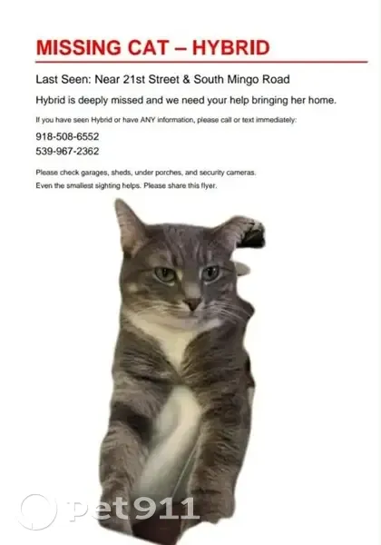 Lost Cat: Petite, Brown Spot Under Chin - photo