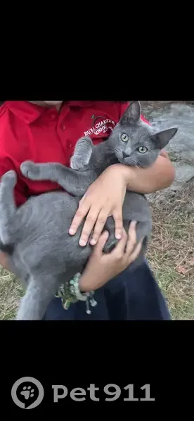 Lost: Sweet Gray Cat with Golden Eyes - photo