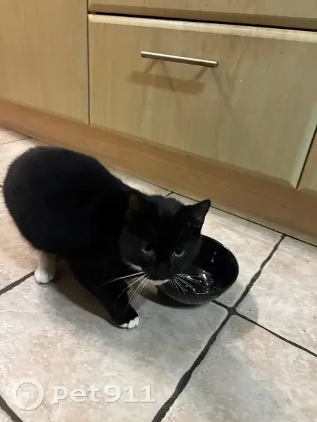 Found Tuxedo Cat: Radford - Help Needed! - photo