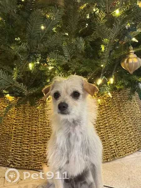 Lost Dog: Small with Dime Spots - Help! - photo